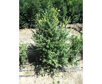 Buxus Sempervirens (CIMIŞIR, MERIŞOR)